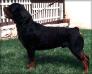 2 RPJ, CAC, 6 CAC Black Rott Jarco