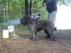<span style="color: darkred">LTU PUPPY WINNER -08</span> Bovenop Belle Starr