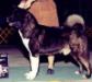 AKC/CAN/UKC/INT'L CH O'PR Royal's The Boogie Man