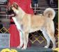 AKC CH Nutmeg's Top Gun No Kazesan