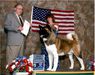 AKC/CAN/UKC CH Royal's Wanna Be A Cowboy