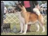 AKC CH Kumakura's Most Wanted