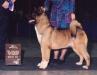 AKC CH Ranchlake Keno Of Riverview