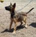 MANALO K9's Ciara