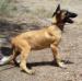MANALO K9's Jarhead