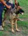 MANALO K9's Storm