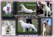 Lakritel Nensi Klodi *Lotta* (kennel `Star Way Royal`)