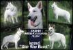 CH VETERANS, CH UA, JGR CH UA ZASKIA AKBO-Parchovany *ELIS* (kennel `Star Way Royal`)