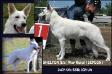 CH VETERANS, BBB; 2xCH UA; JCH UA SHELTON ot Star Way *SEMYEN* (kennel `Star Way Royal`)