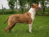 MULTI CH Iron Amstaff Enforcer