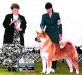 AKC CH Akiko's Lord Of The Rings