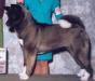 AKC CH TimberSky's Secret Echo