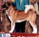 AKC CH Huntmere Legacy's Temper Tantrum