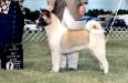 AKC CH DayDream's What A Dream Abbey