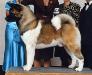 AKC/CAN/UK GCH Dem-Be's Last Dragon