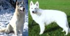 JCH, CH, Challenger's White Shepherd CRACK (HD A, ED 0, MDR +/-)