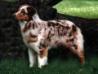 AKC Ch. Lil' Creeks Custom Blend