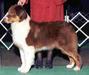 AKC Ch./ASCA Ch. Lil' Creeks Special Blend