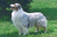 AKC CH Rosemere Bleu Bayou