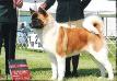 AKC CH Crown Royal's Proclaiming Truth