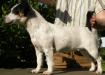 CH. INTERRA WINNER Taylortay Tank Girl