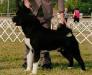 AKC/UKC CH Big Bears From The Darq Side