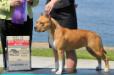 National BISS/GCH Castle Rock's American Beauty For SBigStaff