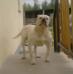 Gangsta's Bulldogs Leah
