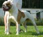 L. Coony's Gladiator aka Thor of Demoniac Team  PH-0.40/0.35