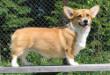 BLR CH, CACIB Zabava Dubensky Zamok