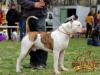 GCH, CH UA,CLUB, CLUB JCH Grand Future Hurricane