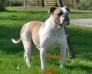 Champion & Multi Best in Show winner Bulls of Crown's Bokita