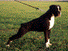 Hanna J.A.L.Sandow