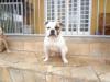 Arthur King Bulldog aka Lil Conan