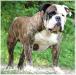  My Bulldogge's Brahma the Bull