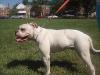 E.o.Bullies Effy