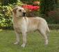 AKC CH Timberline Blackthorn Bing