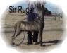 CH Sir Ruger Valley Of Loomis