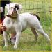 Demoniac Team Cheyenne of Billy Bulldog