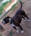 Quila Rose-SC Bulldogs