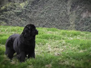 Bonny Del Gran Oso Negro