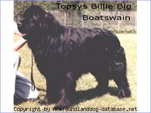 Topsys Billie Big Boatswain