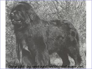 Black Bears Kjartan Viking