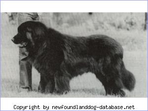 Bamse