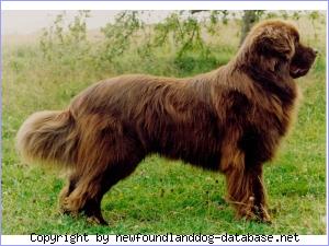 Eskapades Barcardi