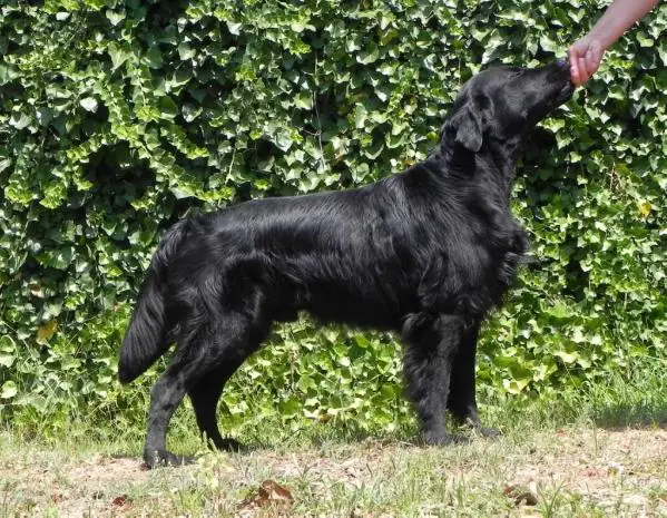 Aristo Anitero