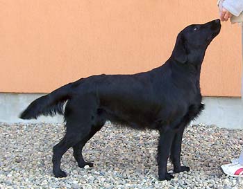 Calypso Black Brianta