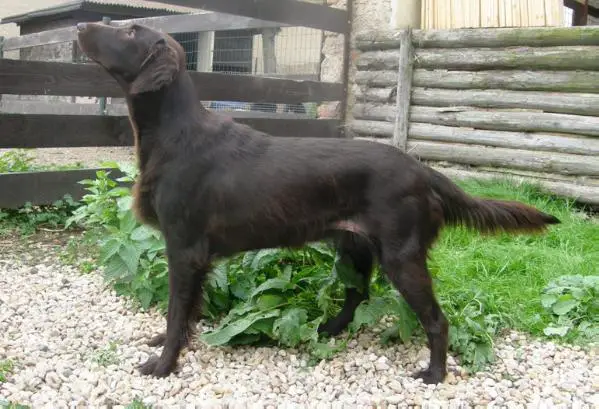 Florance Brown AknelTop