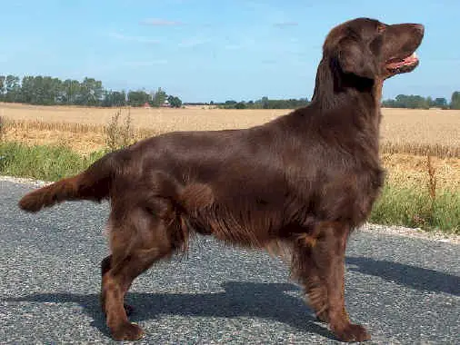Huntlovers First Chocolate Coating