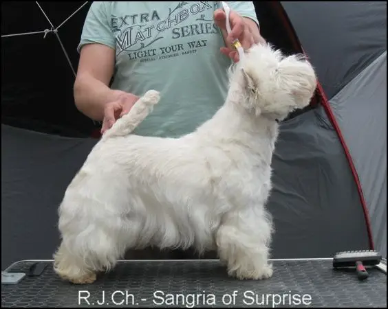 Sangria Of Surprise